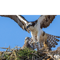 گونه عقاب ماهیگیر Osprey